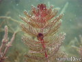 foto de buceo