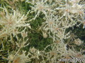 foto de buceo