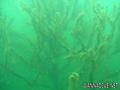foto de buceo