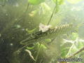 foto de buceo