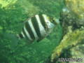 foto de buceo