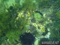foto de buceo