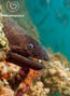 foto de buceo