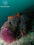 foto de buceo