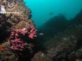 foto de buceo