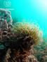 foto de buceo