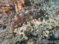 foto de buceo