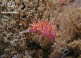 foto de buceo