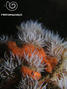 foto de buceo
