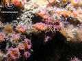 foto de buceo