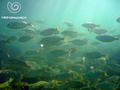 foto de buceo
