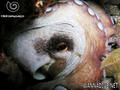 foto de buceo