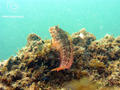 foto de buceo