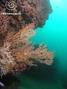 foto de buceo
