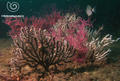foto de buceo