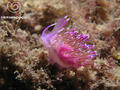 foto de buceo
