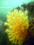 foto de buceo