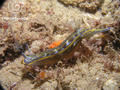 foto de buceo
