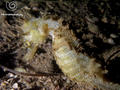 foto de buceo