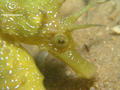 foto de buceo