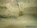 foto de buceo