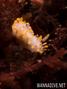 foto de buceo
