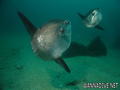 foto de buceo