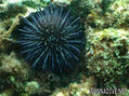 foto de buceo