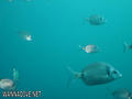 foto de buceo