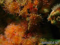 foto de buceo