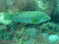 foto de buceo