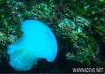 foto de buceo
