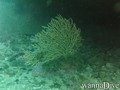 foto de buceo