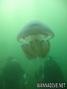 foto de buceo