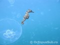 foto de buceo