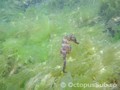 foto de buceo