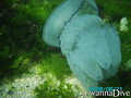 foto de buceo