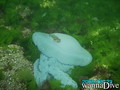 foto de buceo