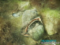 foto de buceo