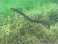 foto de buceo