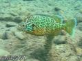 foto de buceo