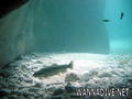 foto de buceo