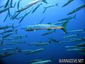 foto de buceo