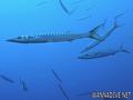 foto de buceo
