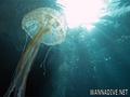 foto de buceo