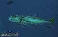 foto de buceo