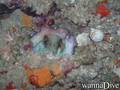 foto de buceo