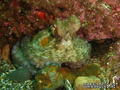foto de buceo