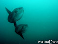foto de buceo