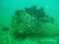 foto de buceo